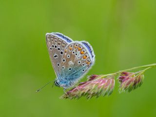 Naklejka na ściany i meble Common blue butterfly ( Polyommatus icarus ) on grass