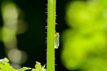 A cicada in backlight on stalk in green nature