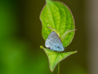Holly blue (Celastrina argiolus) butterfly
