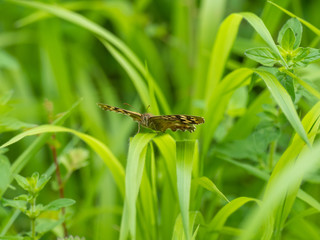 Speckled Wood Butterfly ( Pararge aegeria ) resting on a grass stem