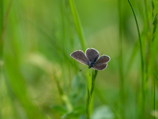 Small blue butterflies ( Cupido minimus )
