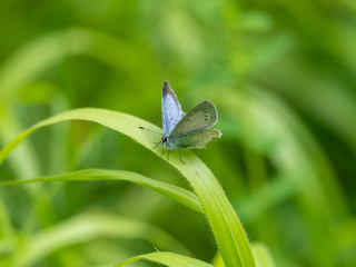 Holly blue (Celastrina argiolus) butterfly