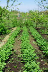 Fototapeta na wymiar garden with potatoes planted in rows. Agriculture concept