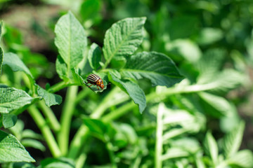 Colorado beetles eat potato crop in the garden