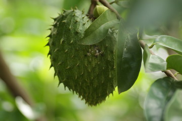 Soursop / Annona muricata fruit on the tree