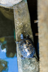 Red Eared Terrapin - Trachemys scripta elegans. Red eared slider turtle in the summer sunlight