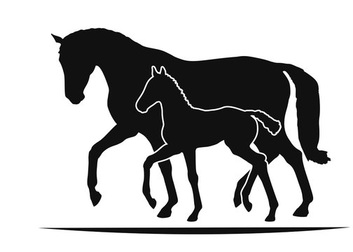 Mare and foal move together, two silhouettes