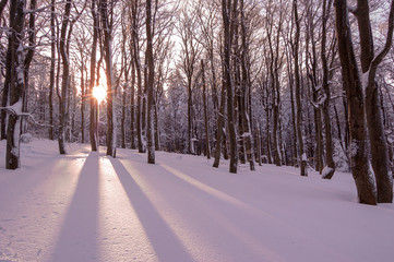 Obraz premium Sunset in winter forest. View of a winter forest, trees covered in snow, during sunset, Purple light rays of sun peaking through winter frozen forest. Sunset in the wood between the trees.