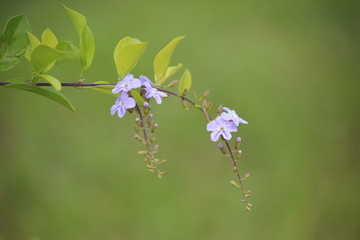 beautiful spring flowers in the garden