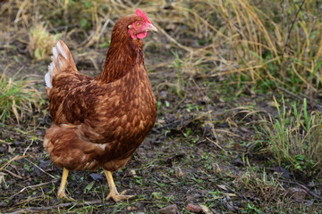 A brown chicken runs across a meadow in nature and on a farm