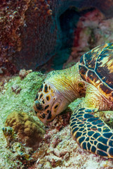 Fototapeta premium Green Sea Turtle eating on seabed