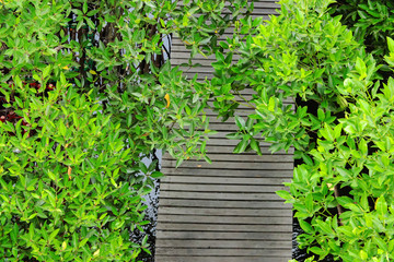 Top view selective focus of wood path way in the mangrove forest