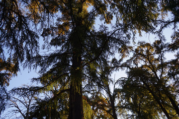 yellow trees in autumn