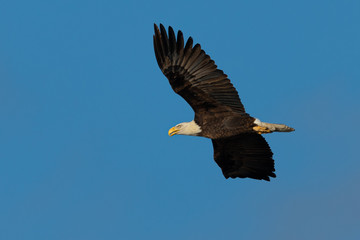 Closeup of a bald eagle flying against cloudy sky, seen in the wild in  North California