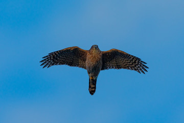 Very close view of a red-tailed hawk flying in beautiful light, seen in the wild in  North California 