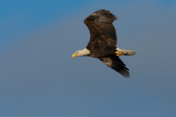 Closeup of a bald eagle flying against cloudy sky, seen in the wild in  North California