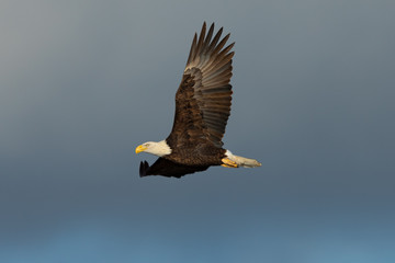 Closeup of a bald eagle flying against cloudy sky, seen in the wild in  North California