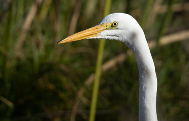 Very close view of a great egret, seen in the wild in a North California marsh 