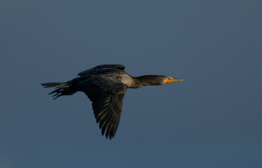 Double-crested cormorant flying in beautiful light, seen in the wild in North California 