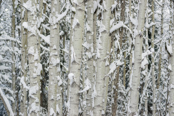 Dense Aspen Clone in Winter with Lots of Snow