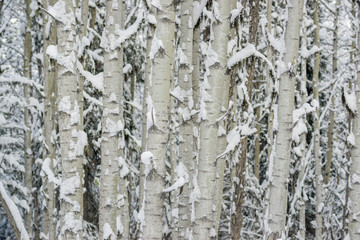 Obraz premium Dense Aspen Clone in Winter with Lots of Snow