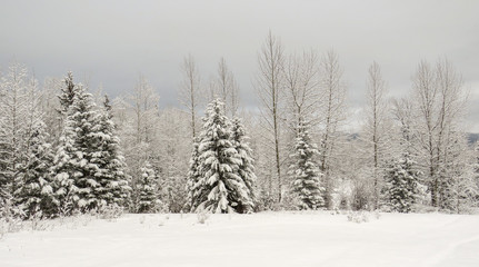 Canadian Winter Panorama Landscape