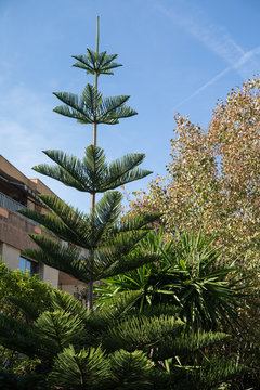 Columnar araucaria (araucaria columnaris)