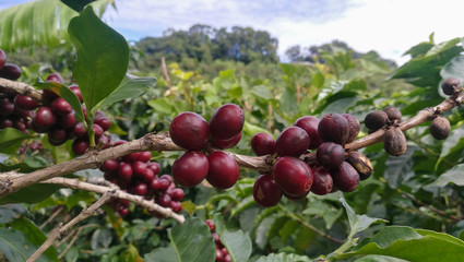 Costa Rica coffe plant