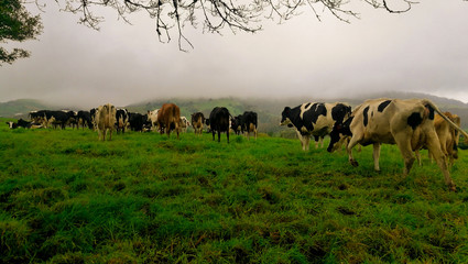 Costa Rica Farm Cows