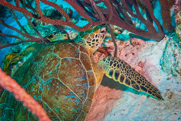 Green Sea Turtle searching for food
