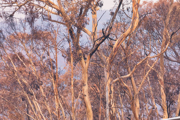 Fototapeta na wymiar Gum trees affected by bushfire in The Blue Mountains in Australia