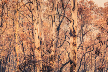 Gum trees affected by bushfire in The Blue Mountains in Australia