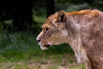 Fototapeta premium portrait of a lion