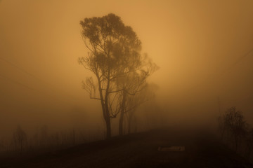 Fototapeta na wymiar Gum trees in thick fog affected by bushfire in The Blue Mountains in Australia