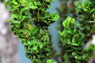 Green leaves in the garden