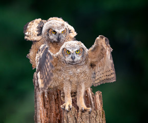 Obraz premium A couple of great horned owl babies