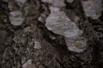 bark of a tree