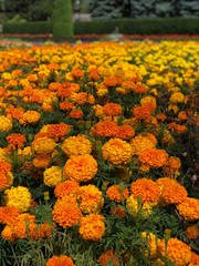 Field of beautiful marigolds blooming in the summertime