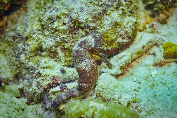 Closeup of a common red black seahorse