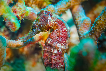 Closeup of a common red black seahorse © Focused Adventures