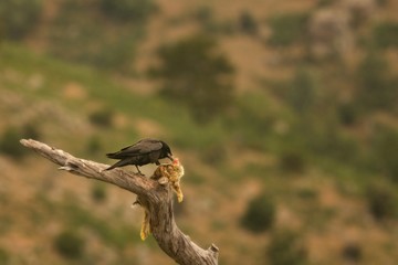 The Common raven (Corvus corax) landing to the branch with a death rabbit.