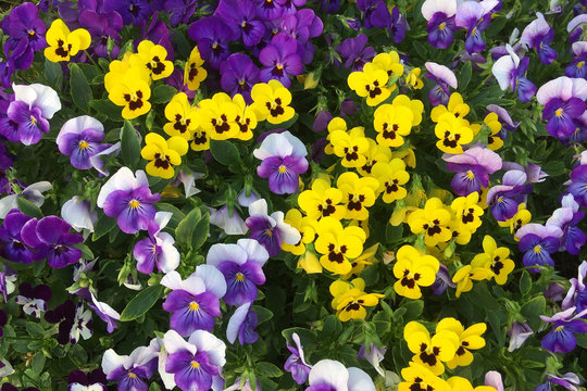 Colorful Pansies In The Garden