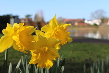 Osterglocken Narzissen Frühblüher im Frühling am Weserufer in Nienburg 