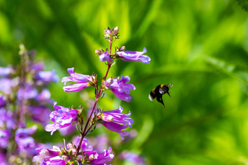 bee on flower