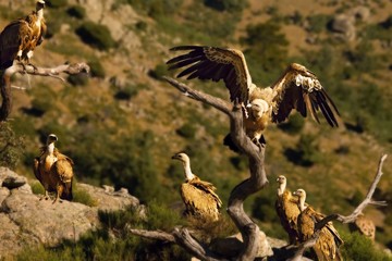 The group of Griffon vultures (Gyps fulvus) sitting on the grey rocks and on the branch.