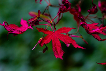 red autumn leaves