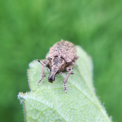 Liophloeus tessulatus