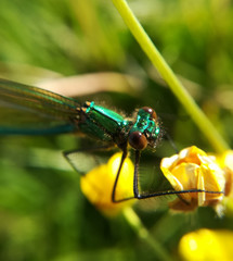 Banded demoiselle, Calopteryx splendens, female