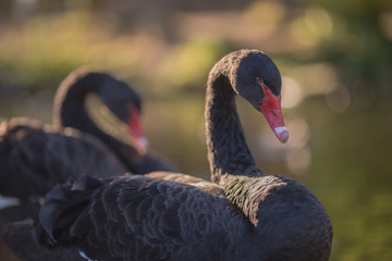 Fototapeta premium Two black swans on a summer evening