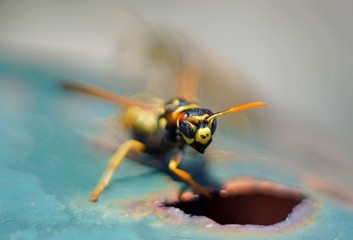 Cooling wasp
